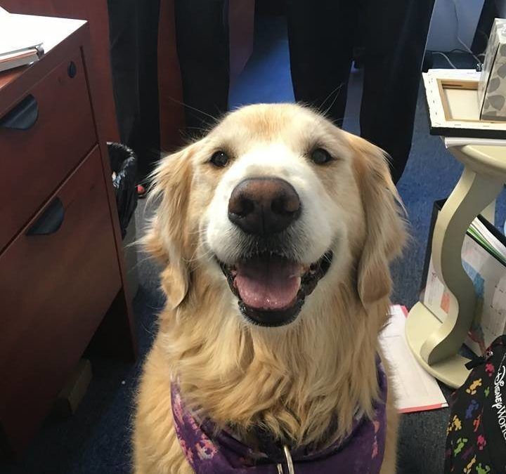 Lily the therapy dog